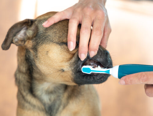 Zähne Hund